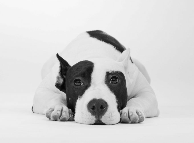 Wallpaper dog, cute animals, 4k, Animals 5404213014